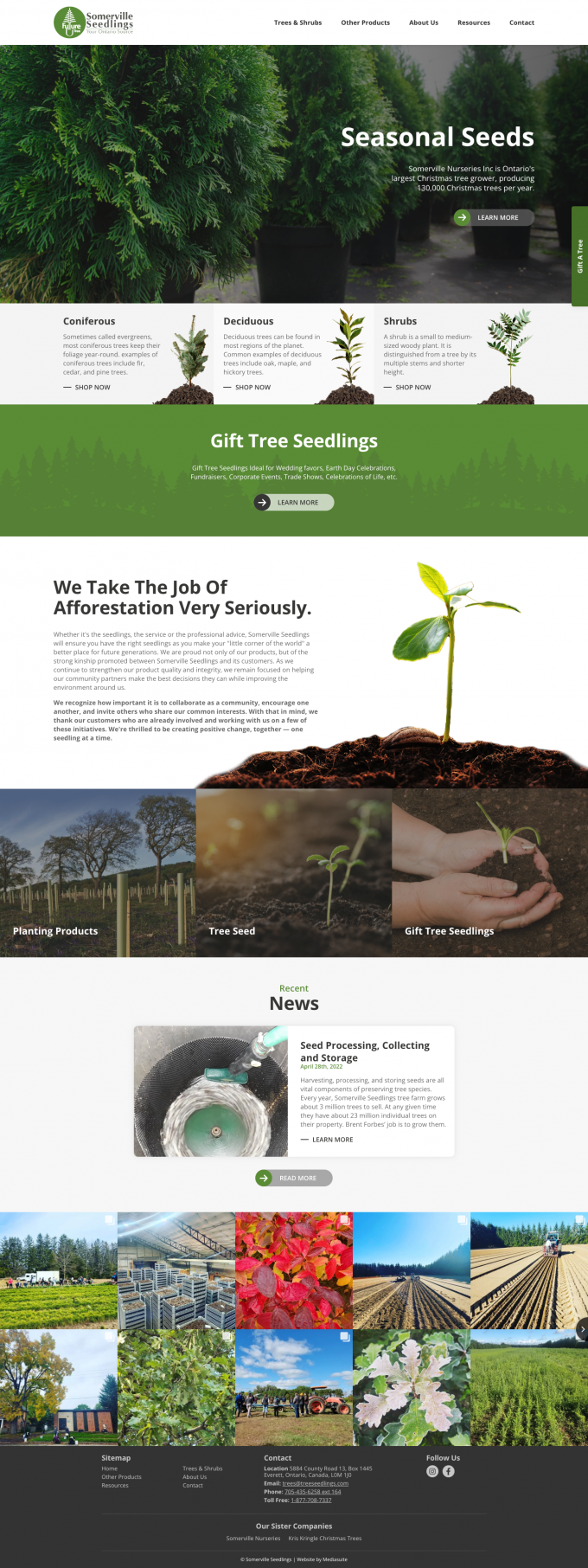 Somerville Seedlings